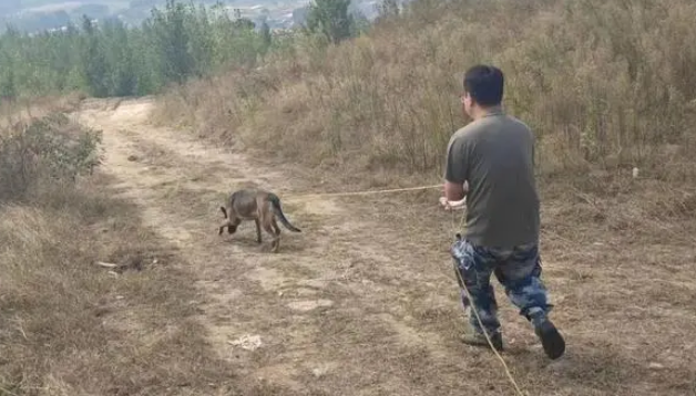 厉害!这只警犬找回了一群小香猪
