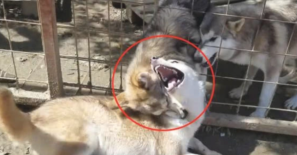 二哈碰到一群狼犬,给我哈哥一个面子