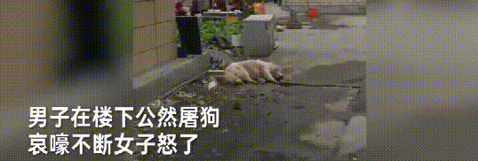 男子在路边屠狗，哀嚎声传遍小区，女子愤然制止，他的回答太嚣张