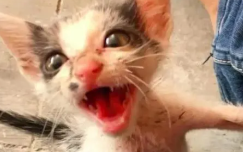 小流浪猫为食物和流浪狗对峙,害怕却不退缩,小伙把它带回家