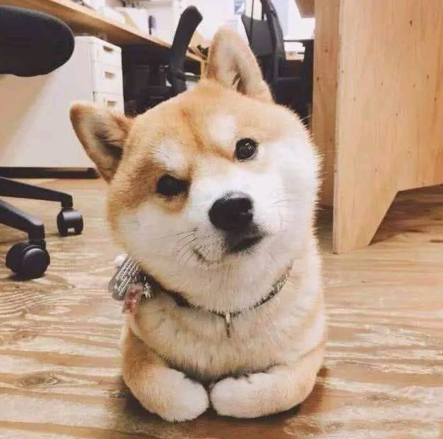 男人养了一只柴犬,下班了回家见到狗狗在厕所,男人笑喷
