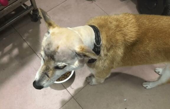 狗狗遇到粘鼠板了,把强力胶拉得老长都取不下来,最终剃变成秃头