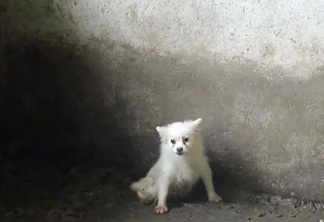 养在猪圈里,被猪欺负到墙角里的博美犬