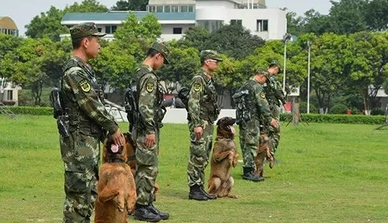 “神犬摇篮 卫士风采”之比利时马里努阿犬篇