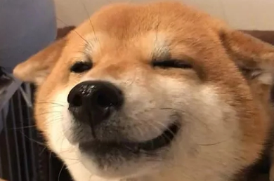 柴犬的“微笑”让人无法招架,论谄媚发嗲,人类都比不过这只柴犬