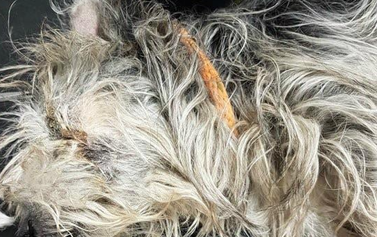 狗狗离世前几小时遭主人抛弃,义工泪崩:临终前它仍不忘寻找主人