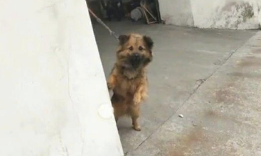 主人暑假回家,狗狗听见脚步声伸出脑壳看,高兴得立即站起来了