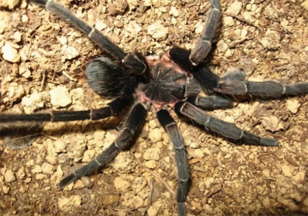 哥斯达黎加斑马脚身份信息