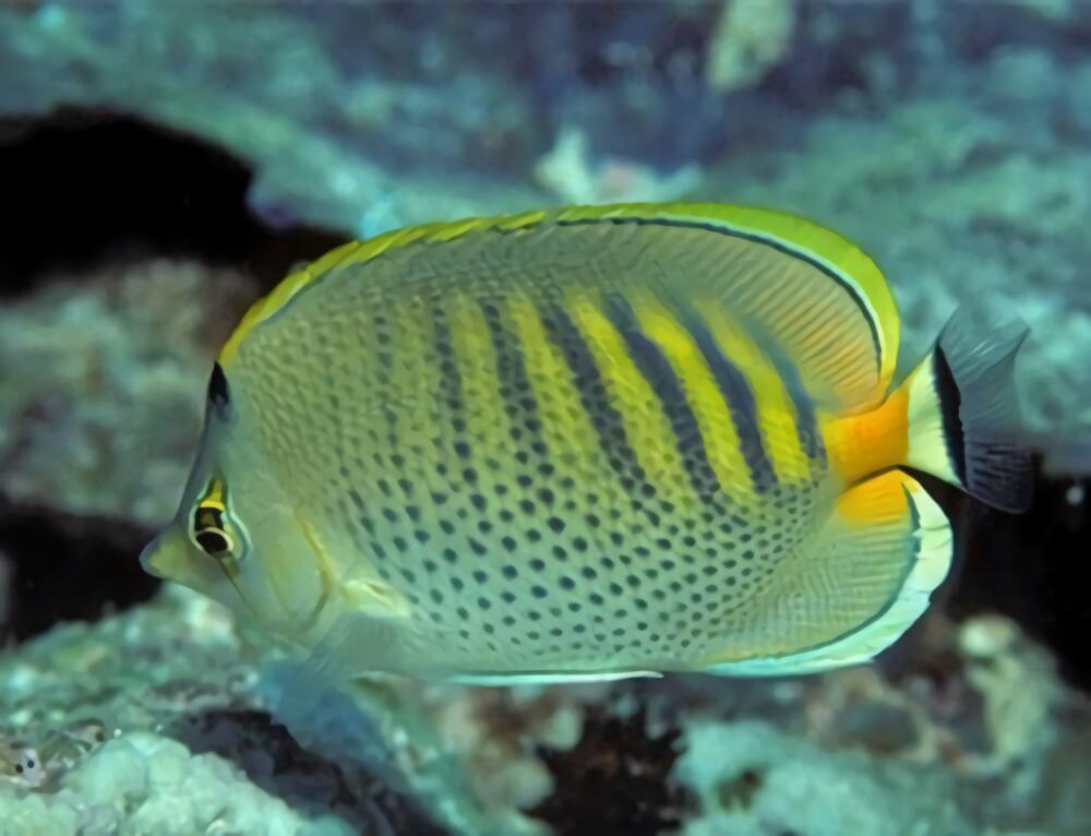 斑带蝴蝶鱼身份信息