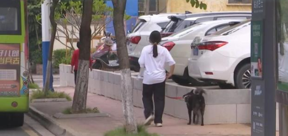 韶关已明确!这些犬种禁养,违法养犬可被举报