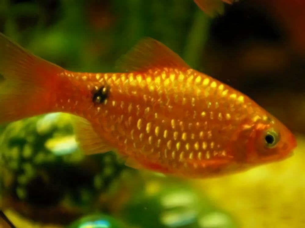 黑斑鲫身份信息