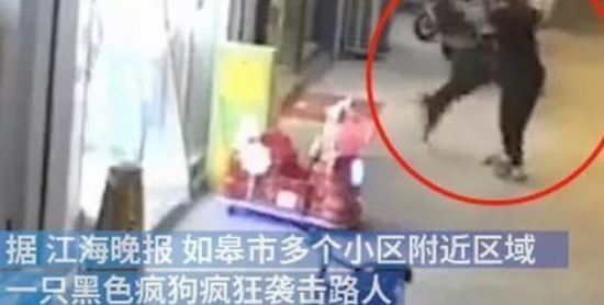 注意安全!江苏南通发现一条疯狗四处游荡,已咬伤21人