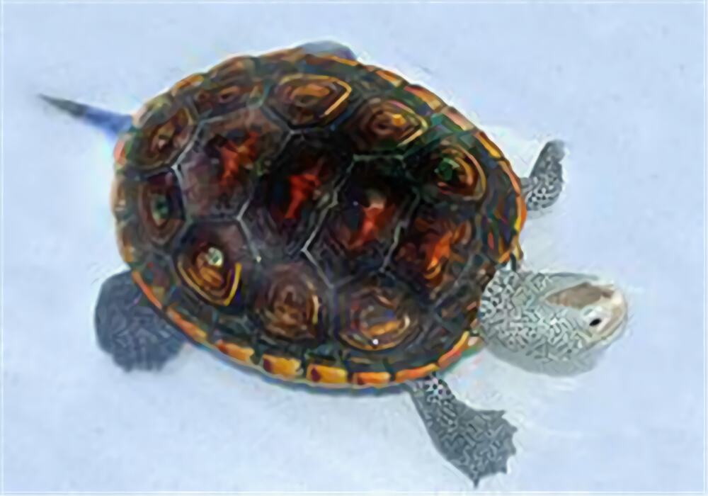 密西西比钻纹龟身份信息