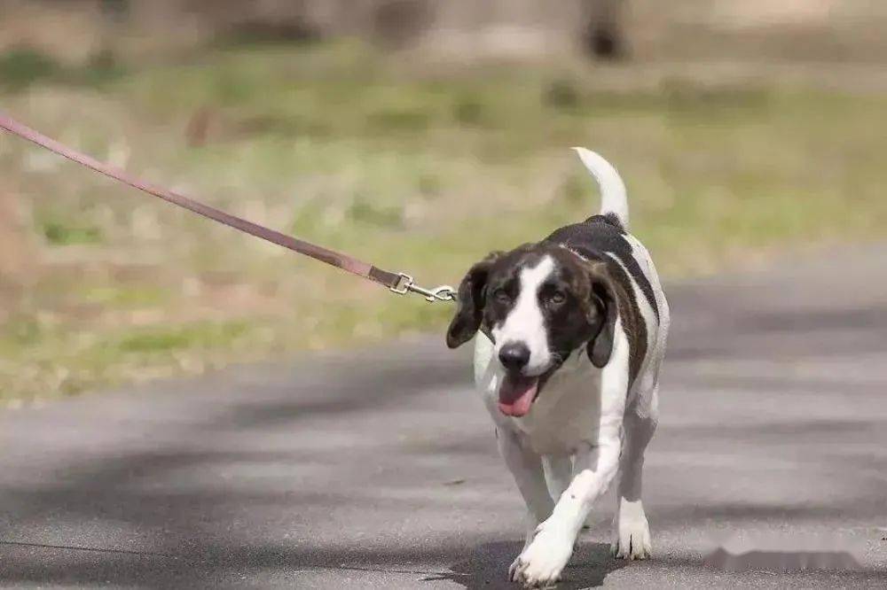 增城一街坊遛狗不牵绳致人骨折!爱犬“惹祸”谁担责?