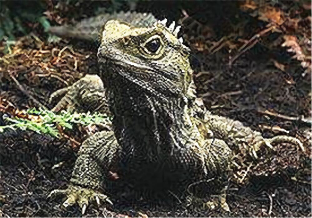 刺背鳄蜥身份信息