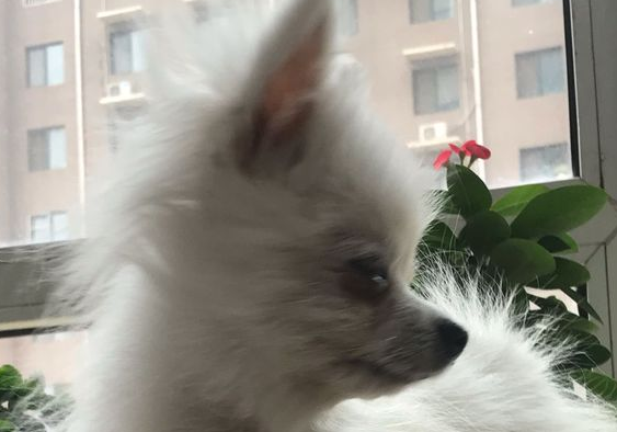 小狗被主人家抛弃,仅因它的毛量很差,网友感觉它挺讨人喜欢决策收留