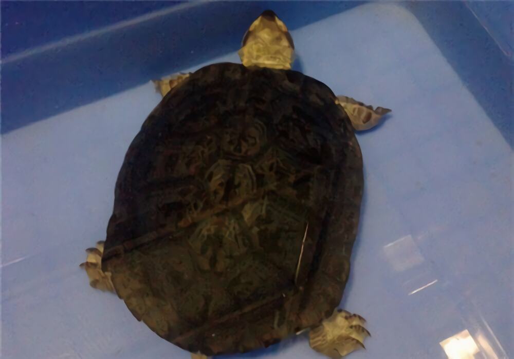 粗颈龟身份信息