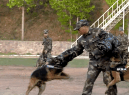 身怀绝技的军犬背后,有一群这样的兵……