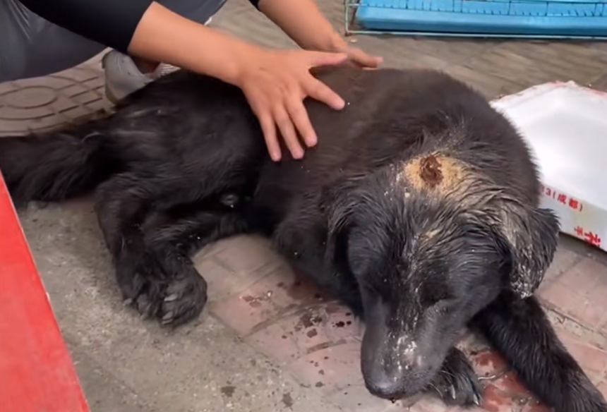 被人打破头，当成垃圾扔进垃圾桶的狗狗，眼中已没了信任