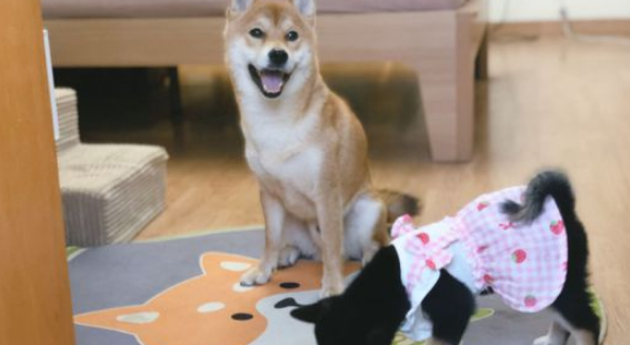 柴犬当上“亲哥哥”以后,它积极照料“亲妹妹”,还带它一块玩