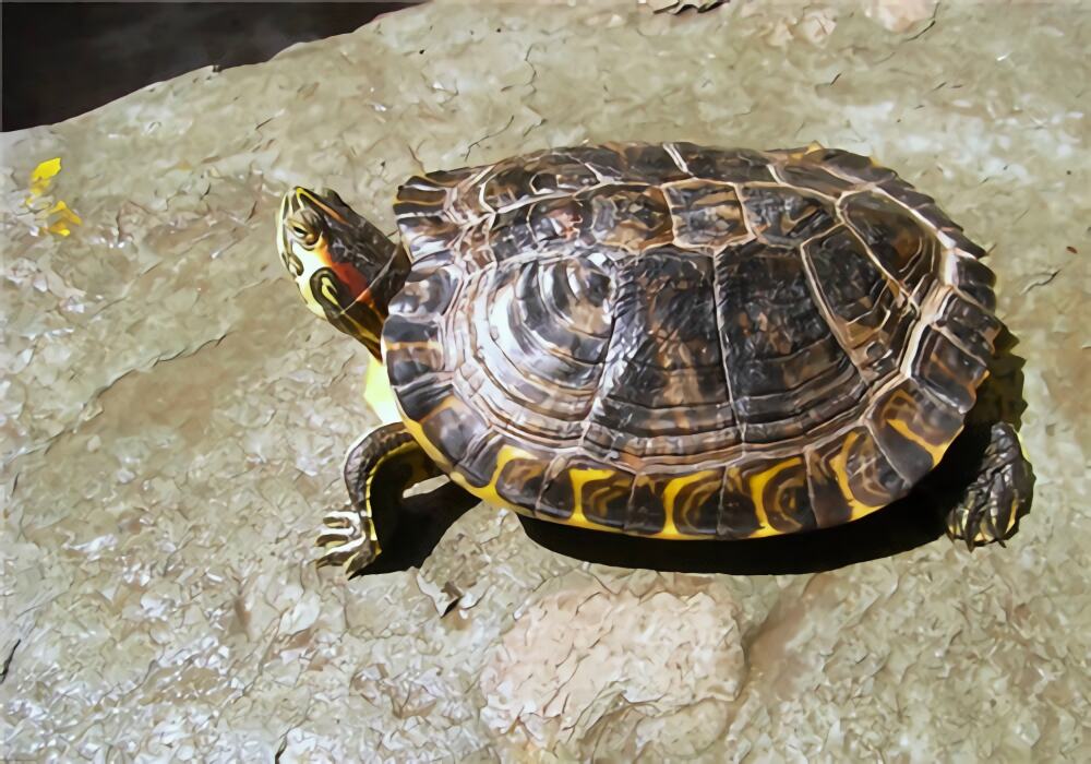 黄肚红耳龟身份信息