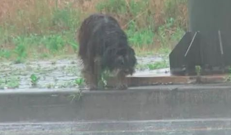 狗狗被前主人送给朋友后却被遗弃,它风雨中等待4个月终又回到家