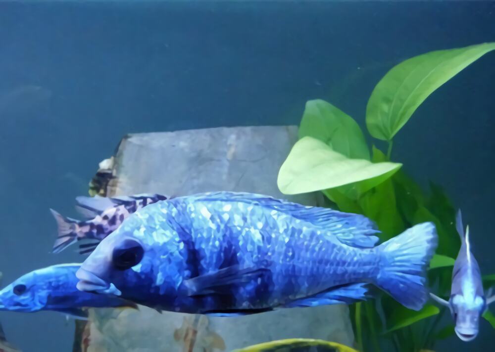 蓝宝石鱼身份信息