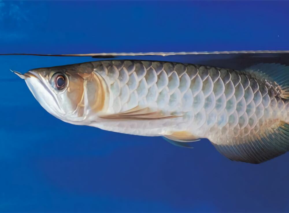 青龙鱼身份信息