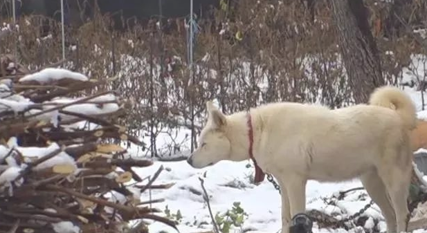 小狗将食材分到流浪犬,还让流浪犬睡在狗狗的窝里,它却躺在外边留宿