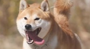 把柴犬送到父母家一段时间,去接的情况下惊倒,柴犬:不跟你回家了