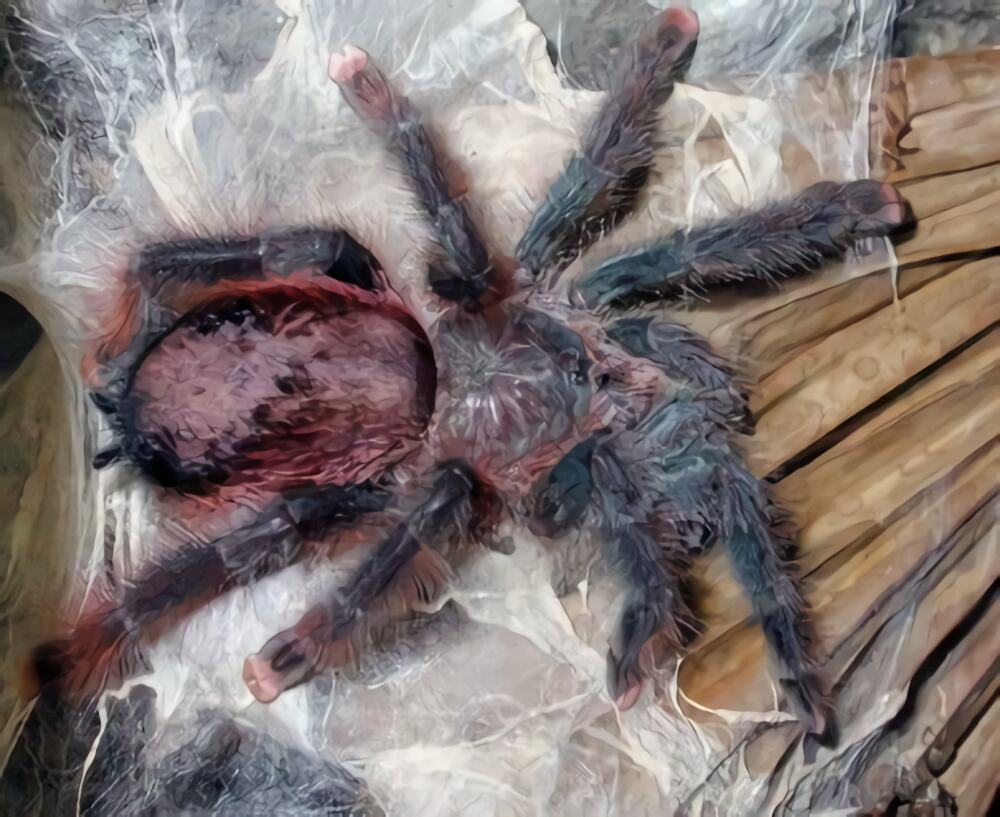 巴西粉红趾身份信息