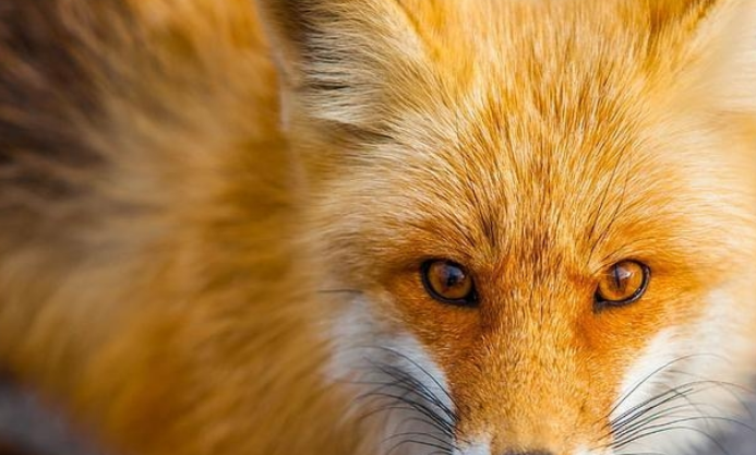 美国老人被类狗动物疯狂撕咬，事后狂打12针狂犬疫苗