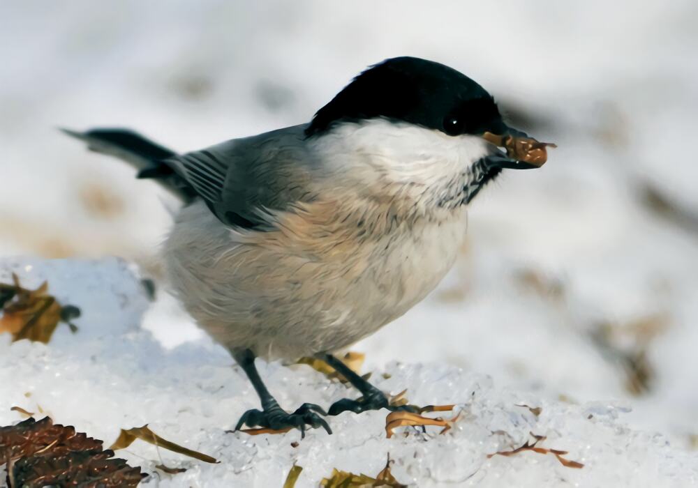 煤山雀身份信息