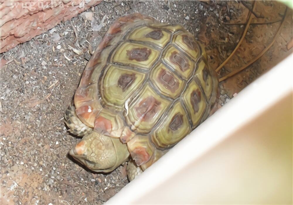 鹰嘴陆龟身份信息