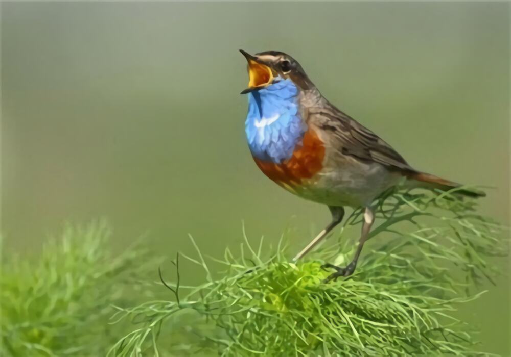 蓝点颏身份信息