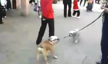 男主人不给狗狗买肉串,过路人都看不顺眼他了!