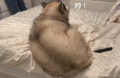 女主角刚说要回屋歇息,“胖孩子”却捷足先登,男主角睡哪?