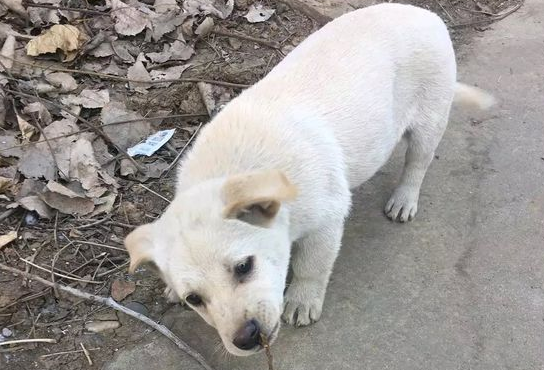主人家借着人很少把小狗丢在近郊区离去，小家伙一脸无拘无束绝不知情人