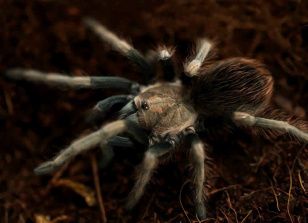 秘鲁金铜身份信息