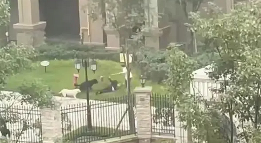 成都狗咬女童事件,白狗主人已道歉,黑狗被控制,主人疑似是女生