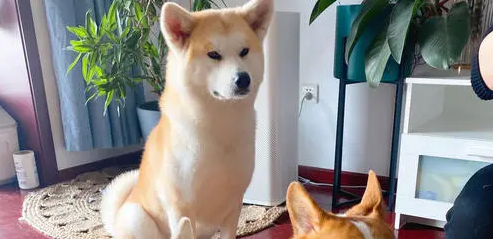 带钉子项圈的恶霸犬 | 周末有个犬展,走,去阿栗看狗狗