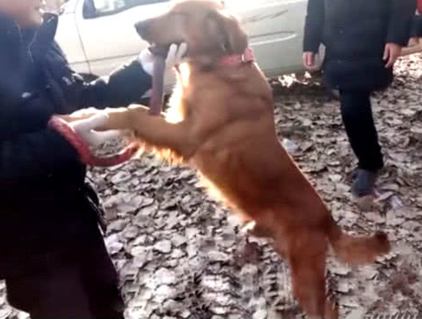 家里动迁搬到城区住,主人把金毛卖到狗肉馆,金毛的行为看哭人