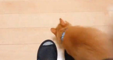 主人坐着不动,猫咪走过却多次被绊倒!原来是一只黏人心机猫!