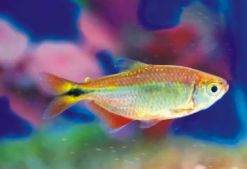 黑十字鱼身份信息