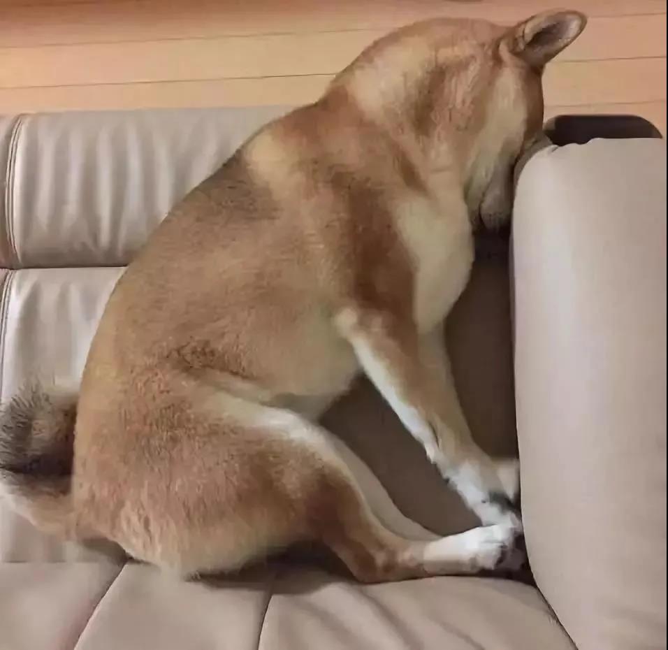 别看这些狗狗平时很软萌,其实是个大醋包!