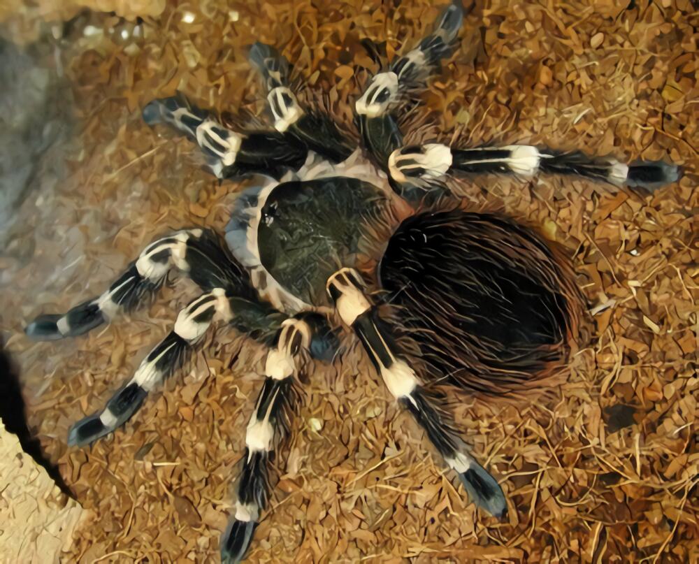 巴西白膝头身份信息