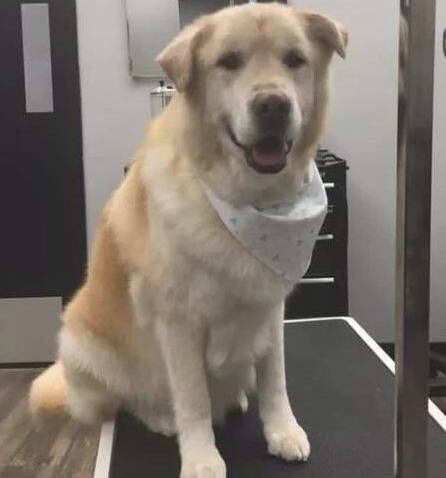 主子躺在金毛狗狗的身上睡过去了，当金毛狗狗走回来，下一秒的姿势太贴心！