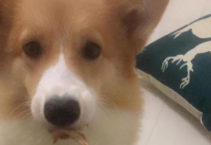 一宠主家的小柯基从小就喜欢玩逗猫棒,主人:我怀疑养了只假狗