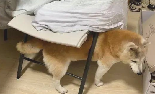 16岁柴犬失智,去到每一角落里都会各种各样卡......大哭求助!