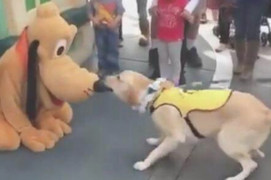 金毛狗狗见到街边的超大狗狗,随后它误认为是狗王,吓的它立刻给跪了出来